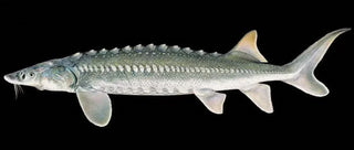 What fish does caviar come from — complete sturgeon species breakdown by Haute Caviar